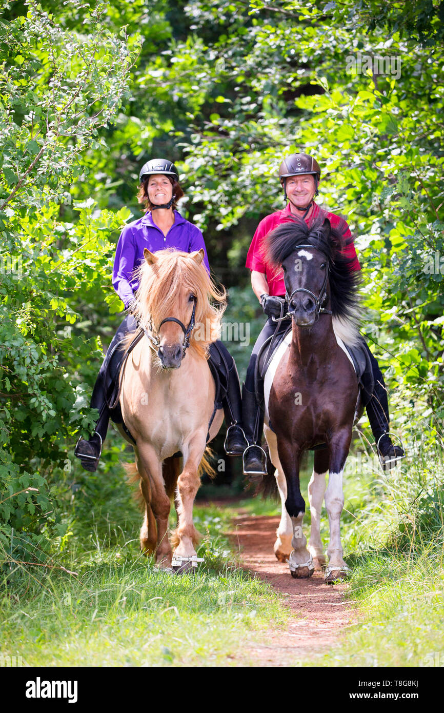 Cheval islandais. Deux chevaux montés par un couple à l'extérieur en été. L'Autriche Banque D'Images