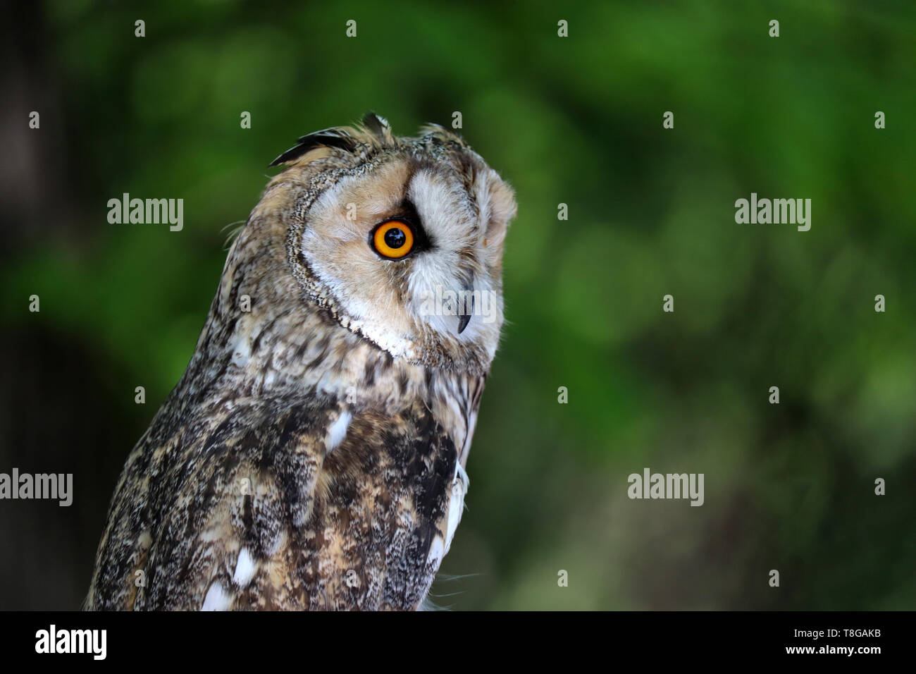 Owl portrait sur fond flou vert. Petit long-eared Owl (Asio otus) dans une forêt, des oiseaux nocturnes Banque D'Images