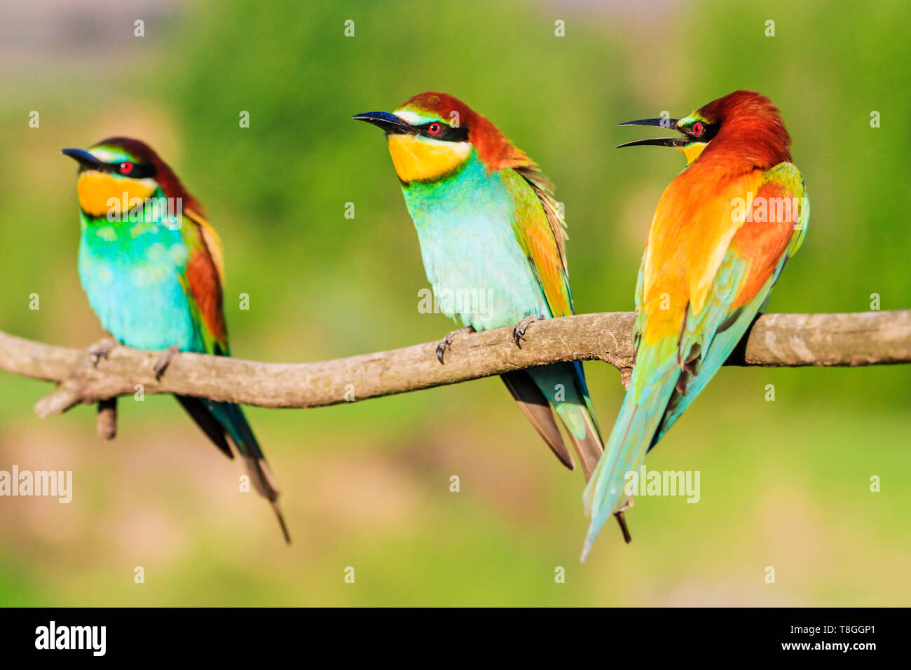 Les oiseaux du paradis trois couleurs s'asseoir sur une branche Banque D'Images