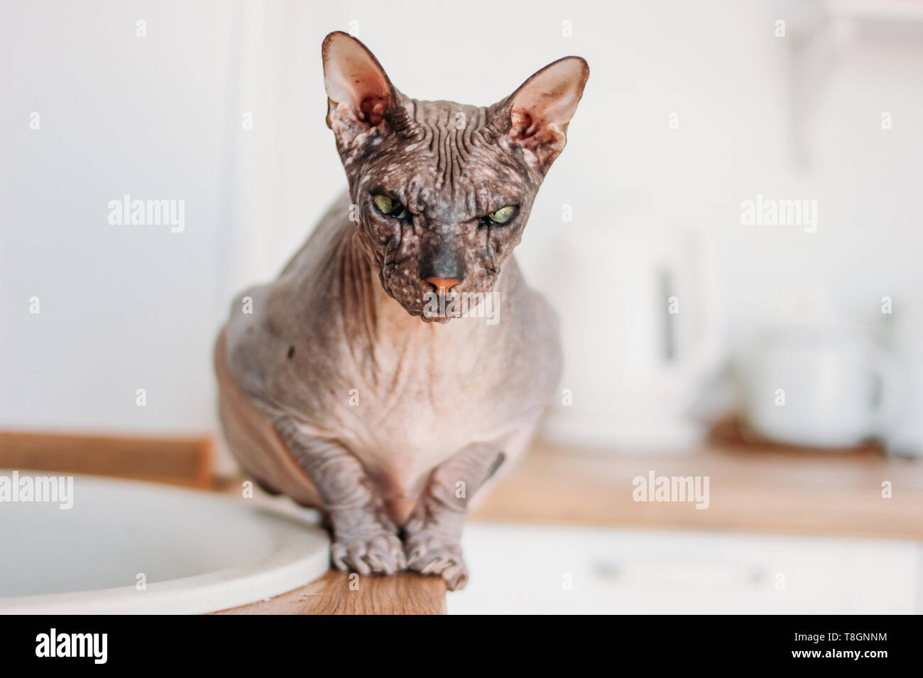 Chat de race sphynx à tête tabby gris assis sur la cuisine Banque D'Images