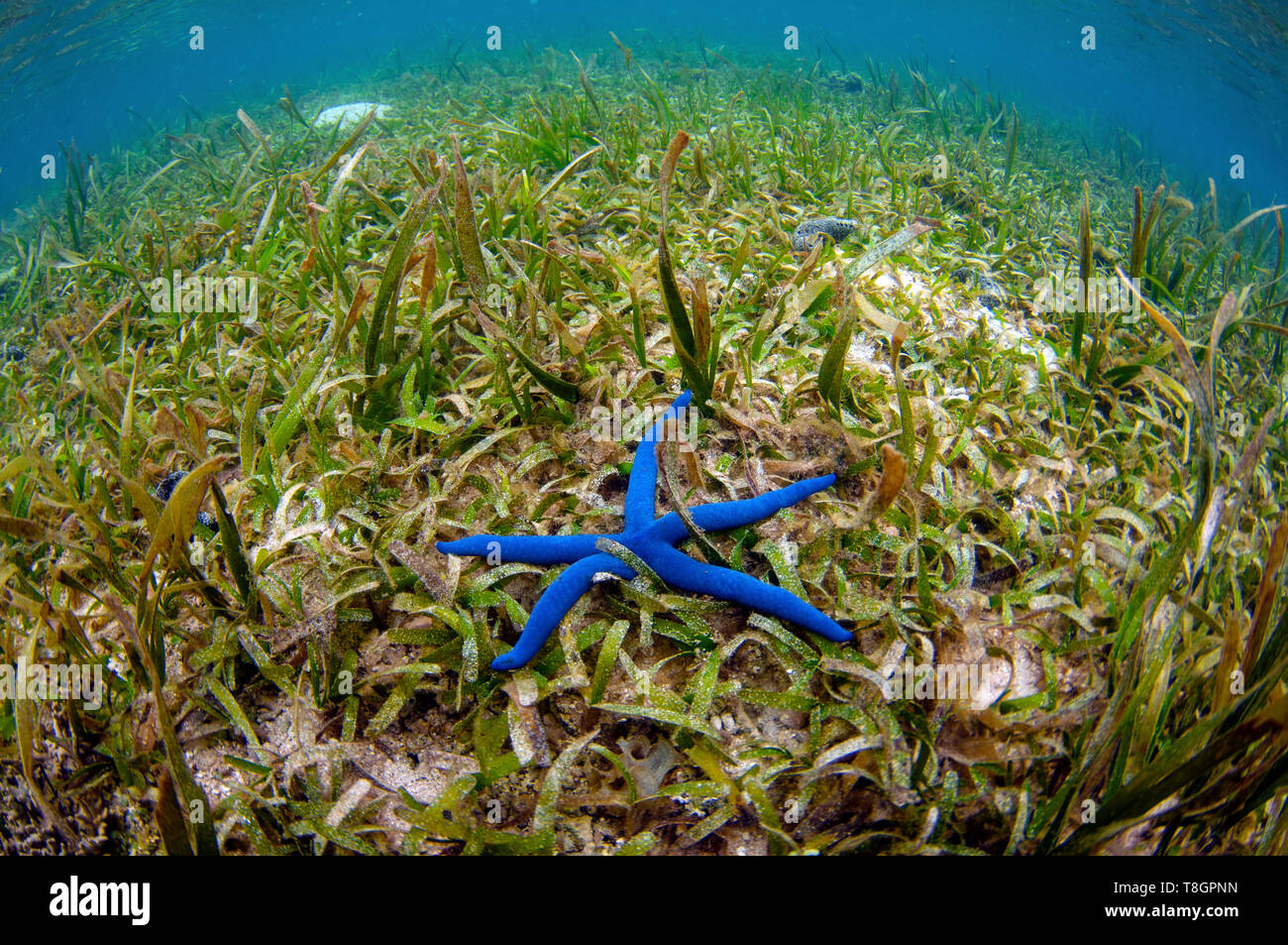 Blue sea star, Linckia laevigata, sur un lit d'herbes marines, Pohnpei, États fédérés de Micronésie Banque D'Images
