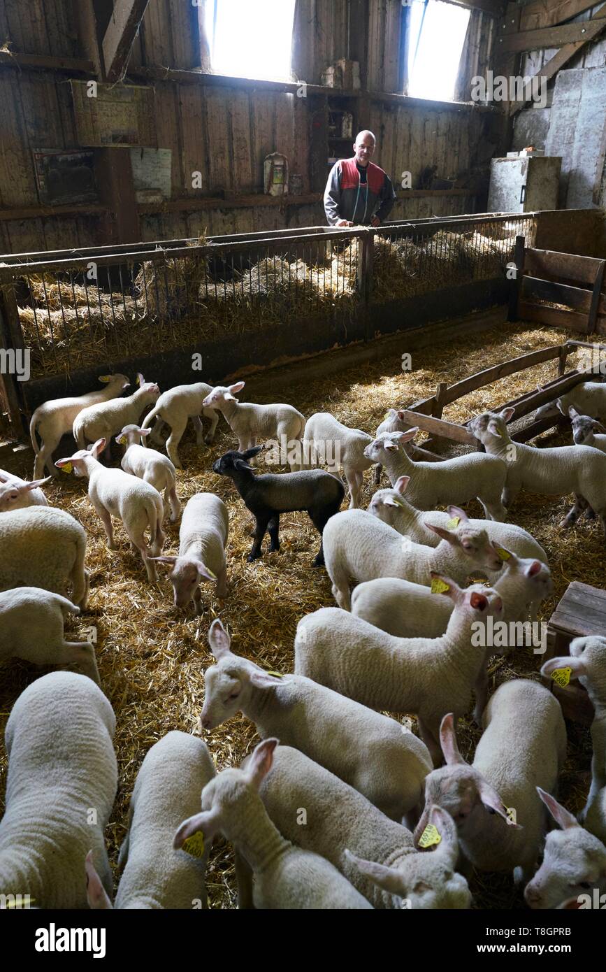 La France, l'Aveyron, Goutrens, Laurent Foucras, agneau allaiton source Banque D'Images