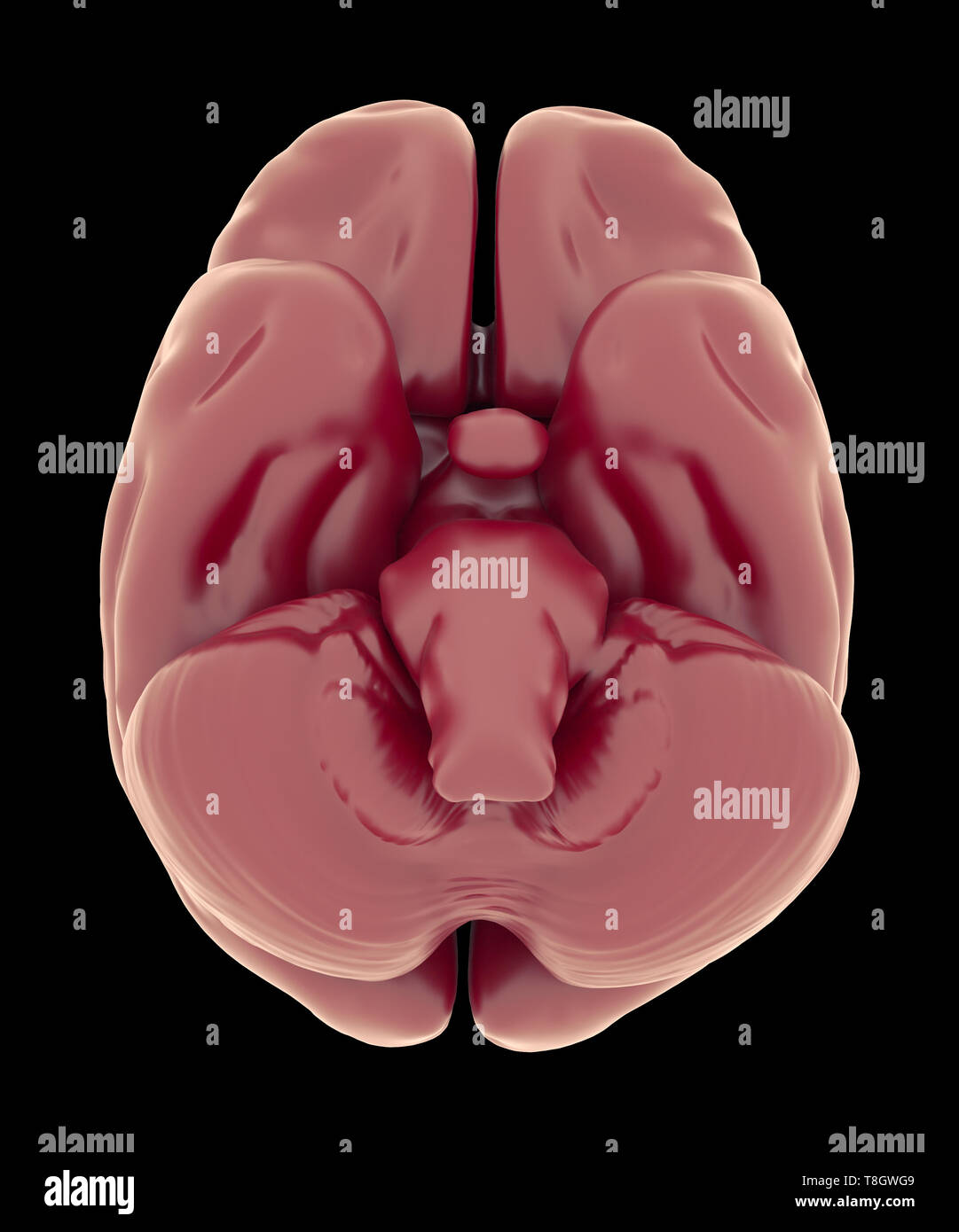 Vue de dessous du cerveau et du tronc cérébral. L'enseignement de l'anatomie et de la recherche médicale Concept Banque D'Images