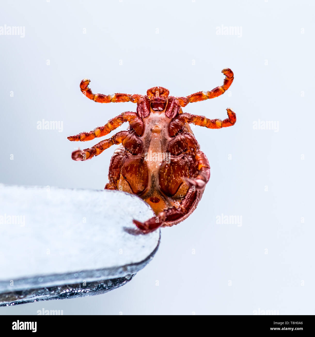 Virus de l'encéphalite japonaise ou la borréliose de Lyme ou maladie infectieuses Fièvre singe araignée tiques Dermacentor Laboratoire d'insectes Macro brucelles Banque D'Images