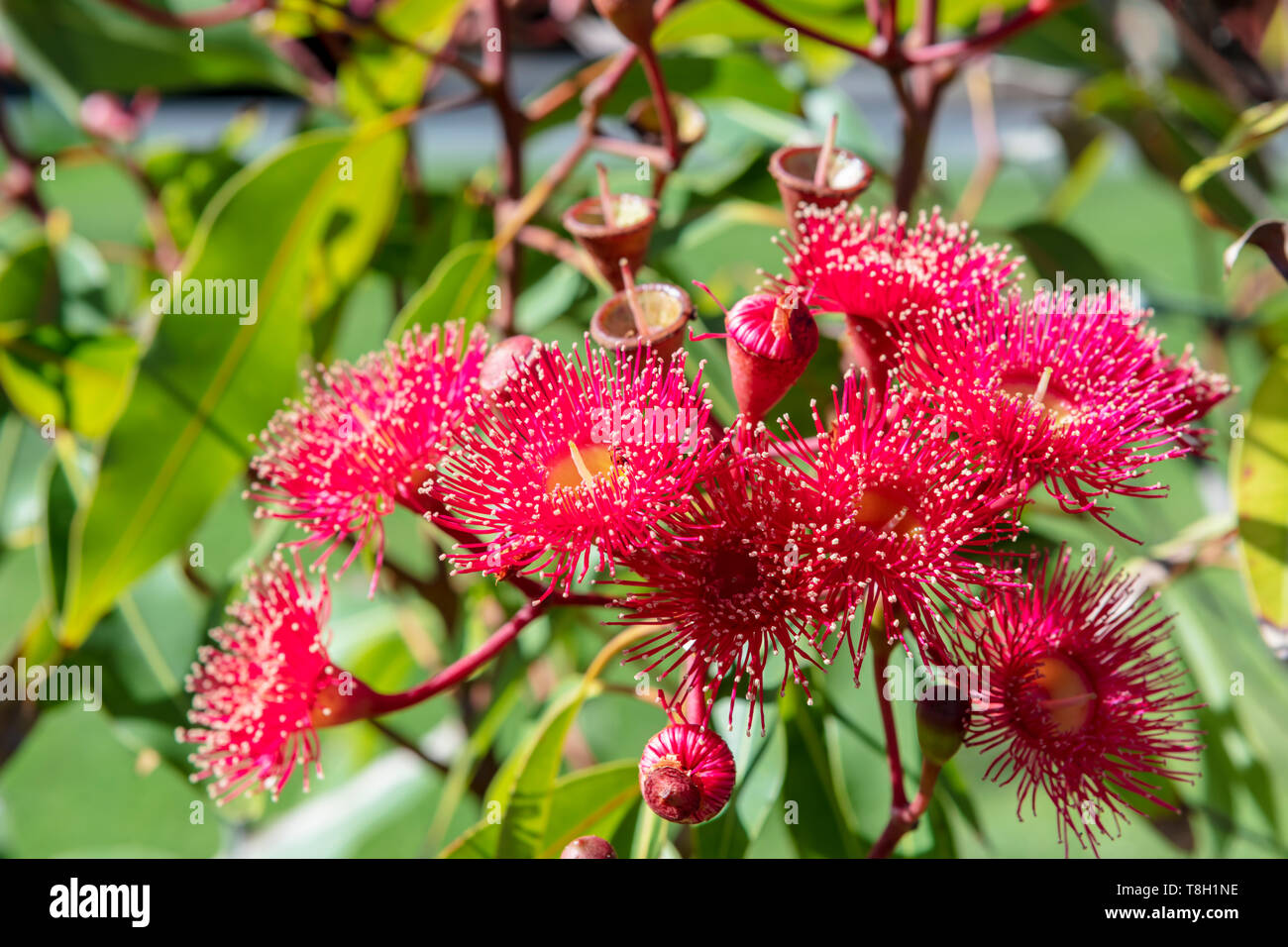 Fleurs roses d'edalorhina perezi Eucalyptus (IRMARR), arbre à fleurs australiennes indigènes. Banque D'Images
