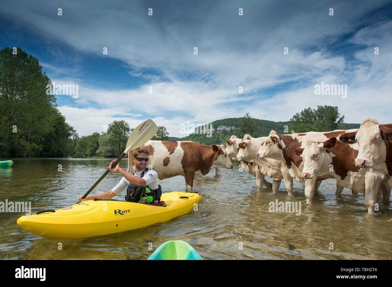 France, Doubs, vallée de la Loue, excursion en canot sur la Loue de Vuillafans à Ornans, rencontre avec un troupeau de vaches Banque D'Images