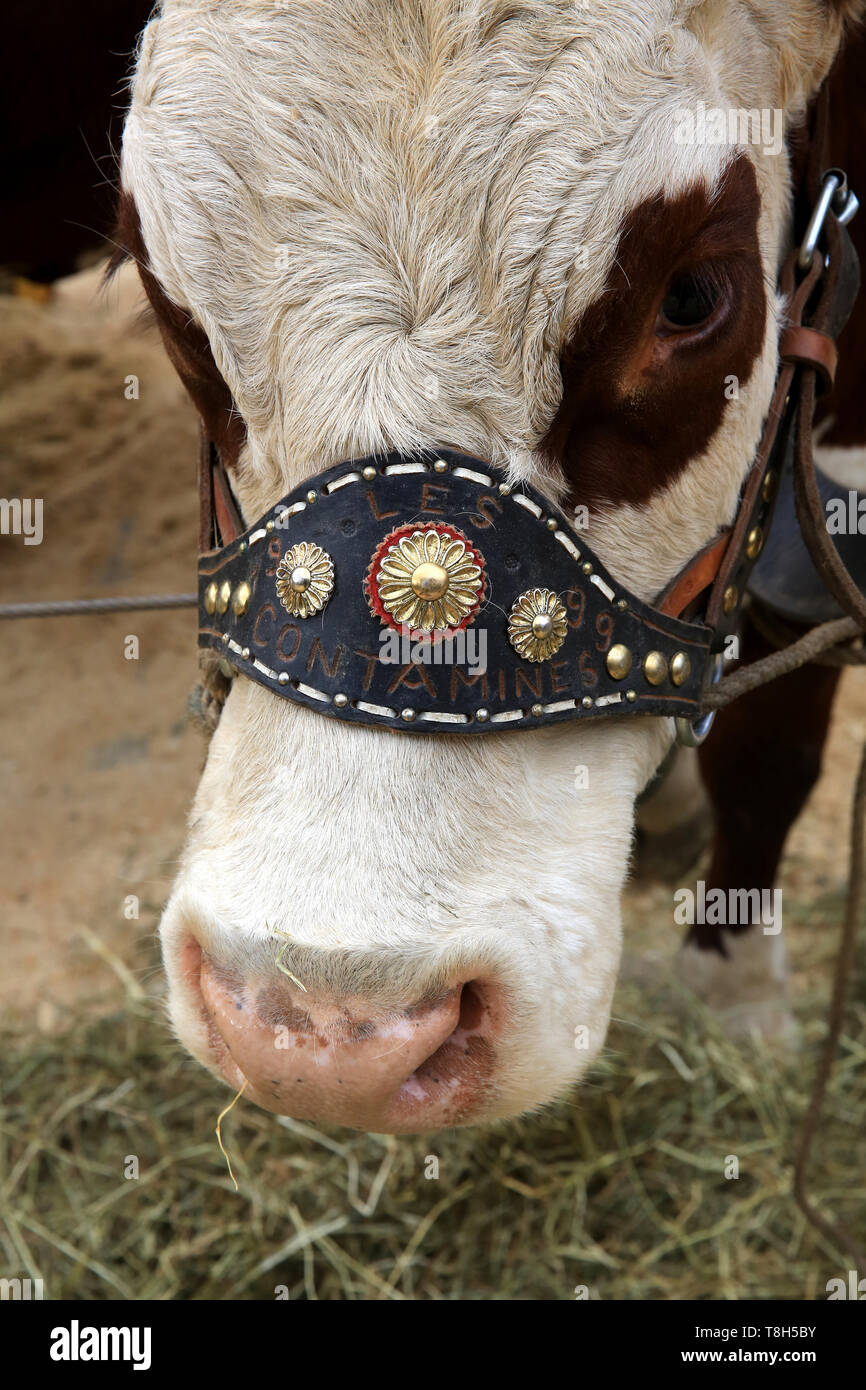 Vache. Foire Agricole. / Vache. Foire agricole. Banque D'Images