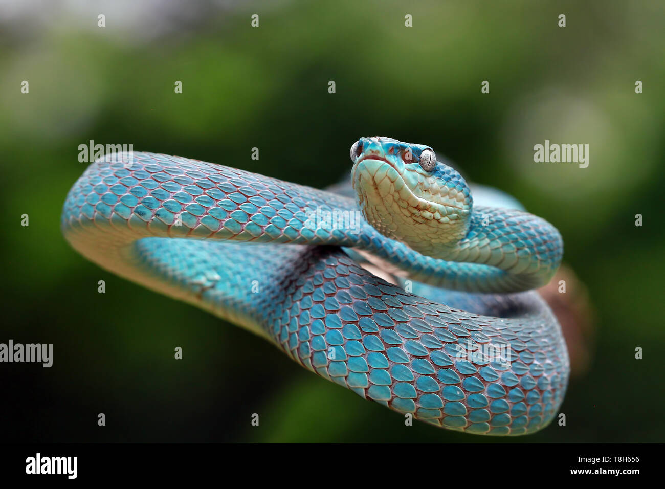 Serpent viper bleu (Trimeresurus Insularis) prêt à frapper, en Indonésie Banque D'Images