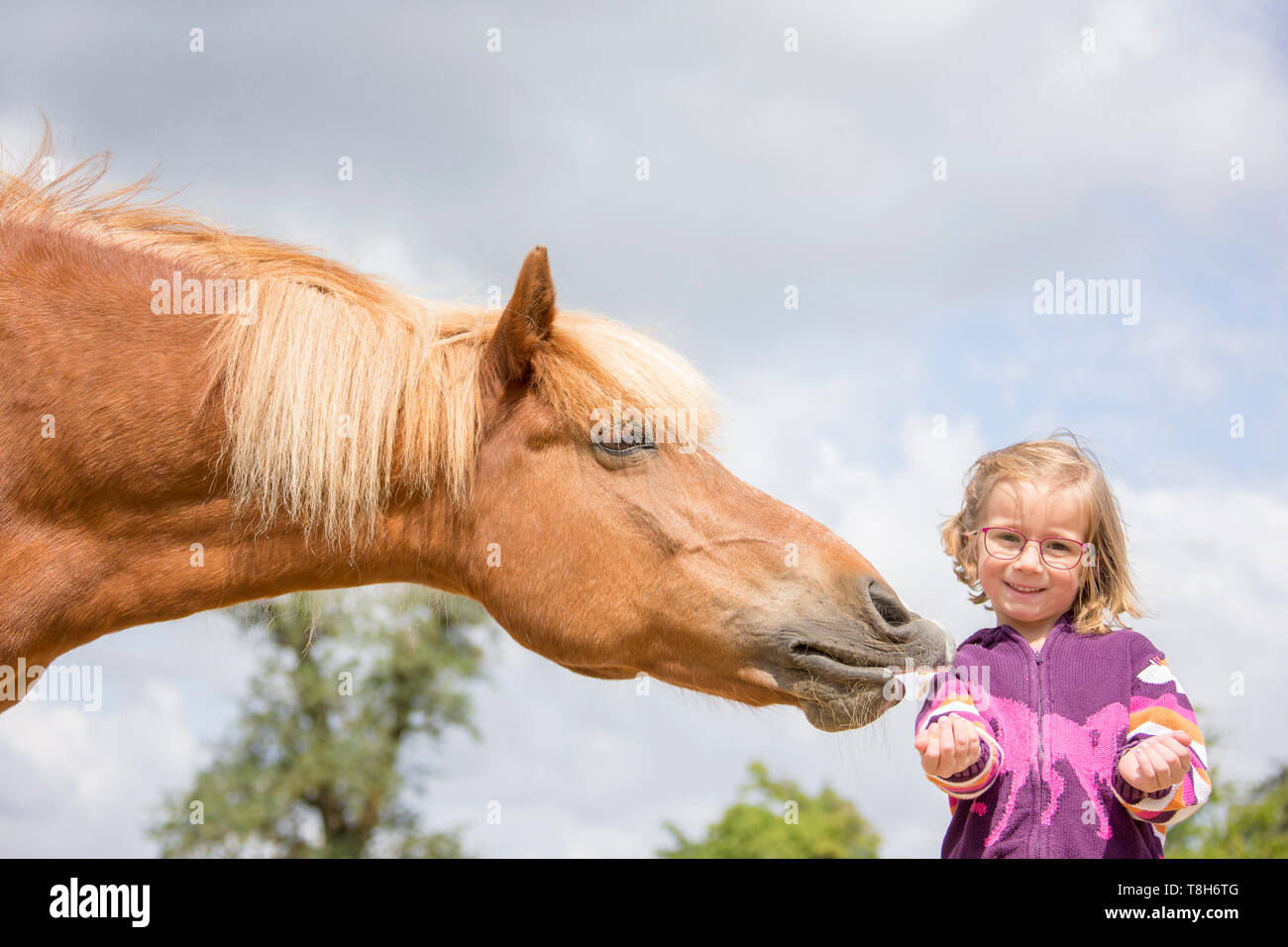 Cheval islandais. Jument alezane fille donner une récompense. L'Autriche Banque D'Images