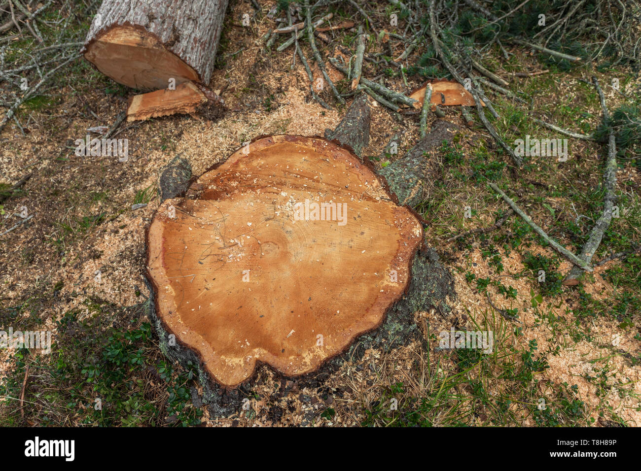 La déforestation contrôlée à l'intérieur d'une forêt italien. Coupe transversale d'un jeune arbre de pin Banque D'Images