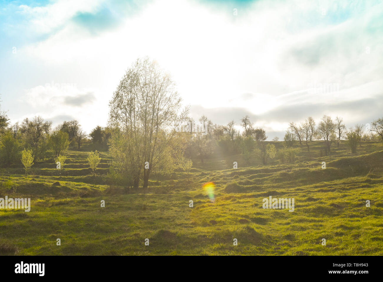 Vue sur la grande colline verte avec des arbres verts et des taches de lumière dans une journée ensoleillée. Tourné directement vers le soleil Banque D'Images