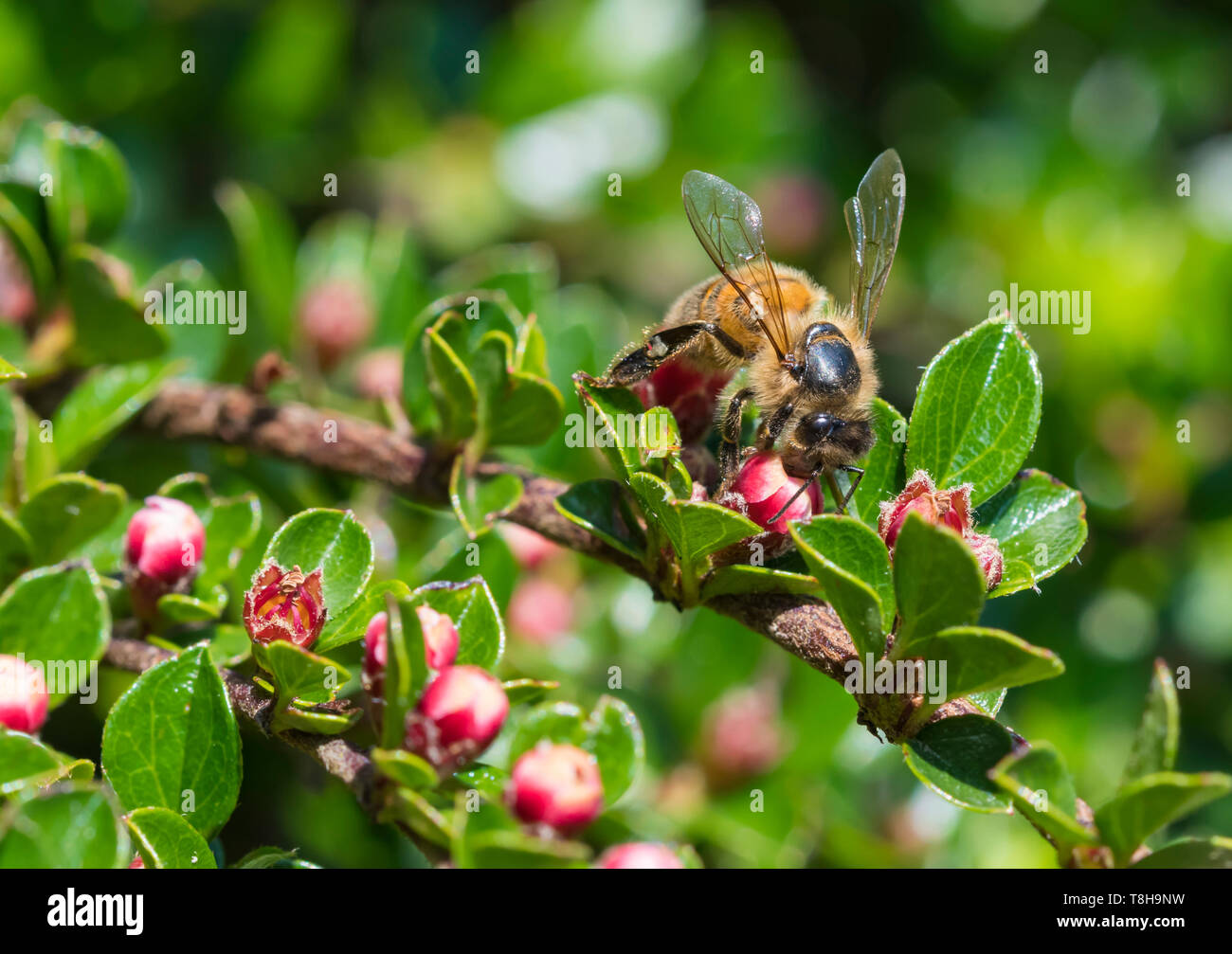 'Abeille à miel (Apis mellifera), AKA Abeille européenne, sur une plante avec des bourgeons rouge au printemps (mai) dans le West Sussex, Angleterre, Royaume-Uni. Les abeilles. Banque D'Images