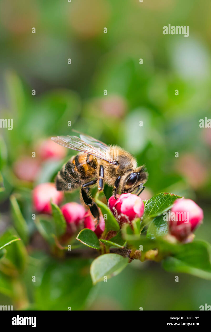'Abeille à miel (Apis mellifera), AKA Abeille européenne, sur une plante avec des bourgeons rouge au printemps (mai) dans le West Sussex, Royaume-Uni. Portrait avec copie espace. Banque D'Images