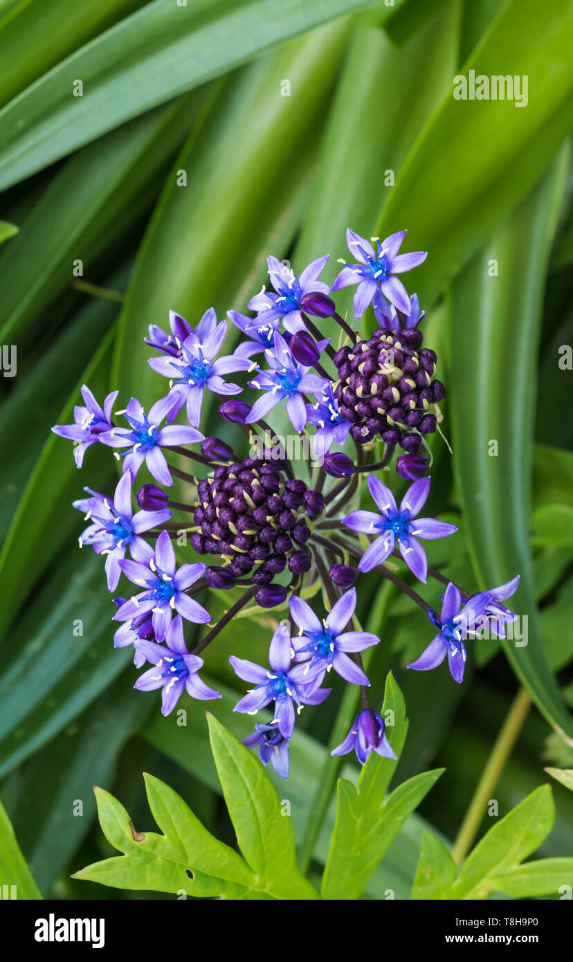 Portrait (vertical) d'un Portugais (Squill Scilla peruviana), alias lily cubain, la floraison dans un jardin au printemps (mai) dans le West Sussex, Angleterre, Royaume-Uni. Banque D'Images