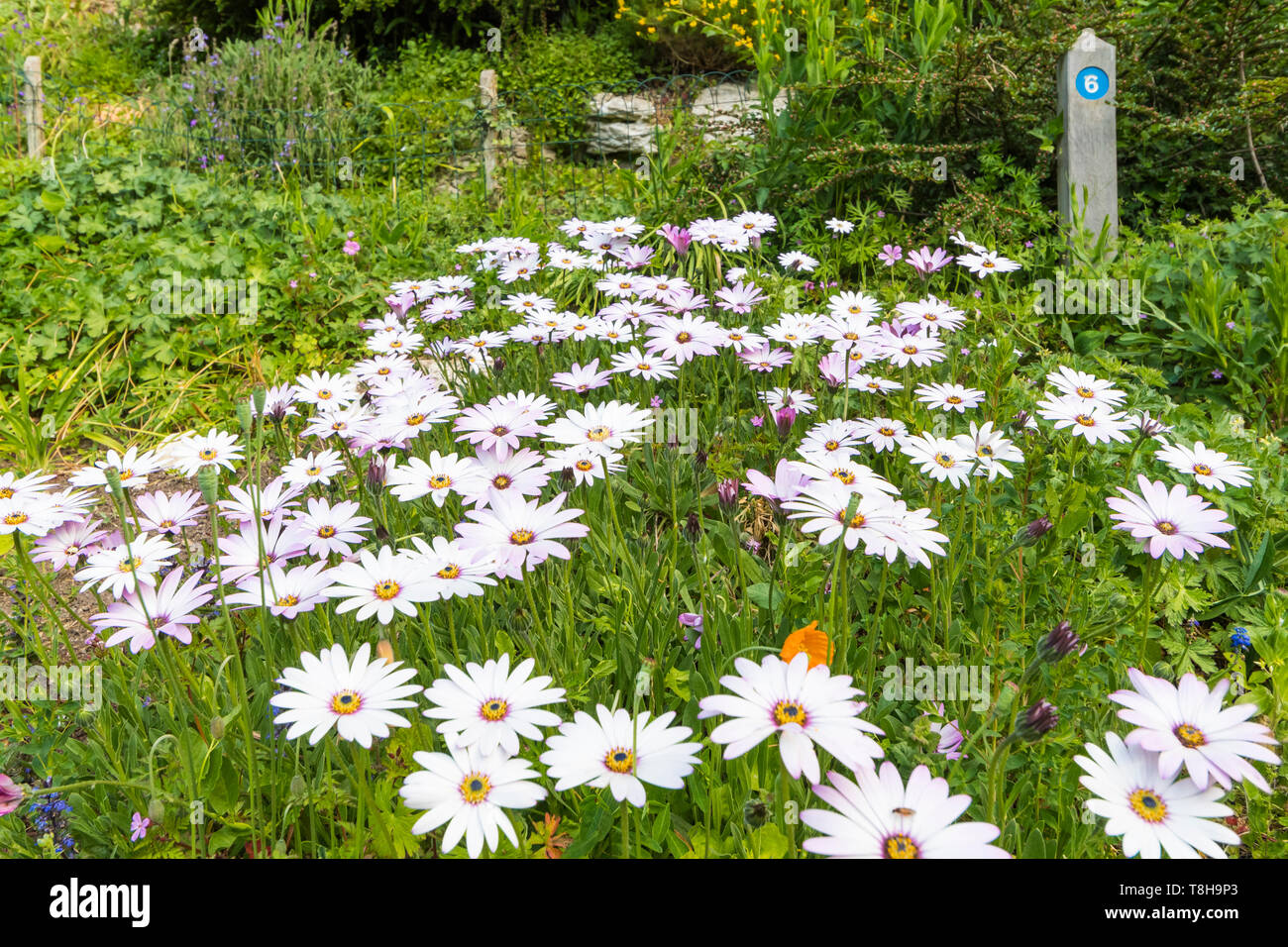 White African Daisies (Osteospermum) au printemps (mai) à Highdown Gardens de Ferring (près de Worthing), West Sussex, Angleterre, Royaume-Uni. Banque D'Images
