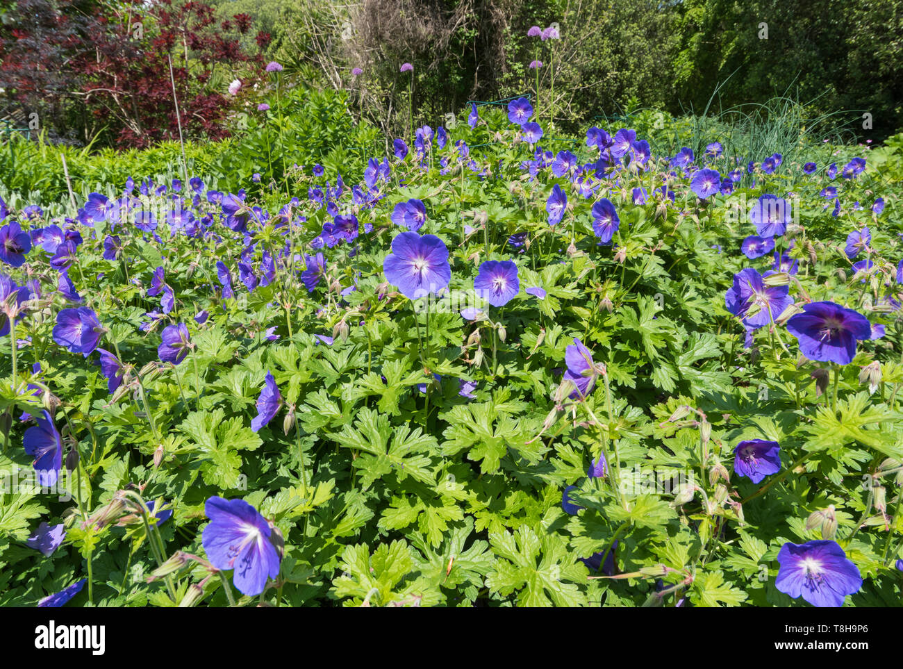 Le géranium pourpre, géranium sanguin (Geranium Meadow probablement pratense, Prairie géranium sanguin, géranium sanguin commun) des fleurs au printemps dans le West Sussex, Royaume-Uni. Banque D'Images
