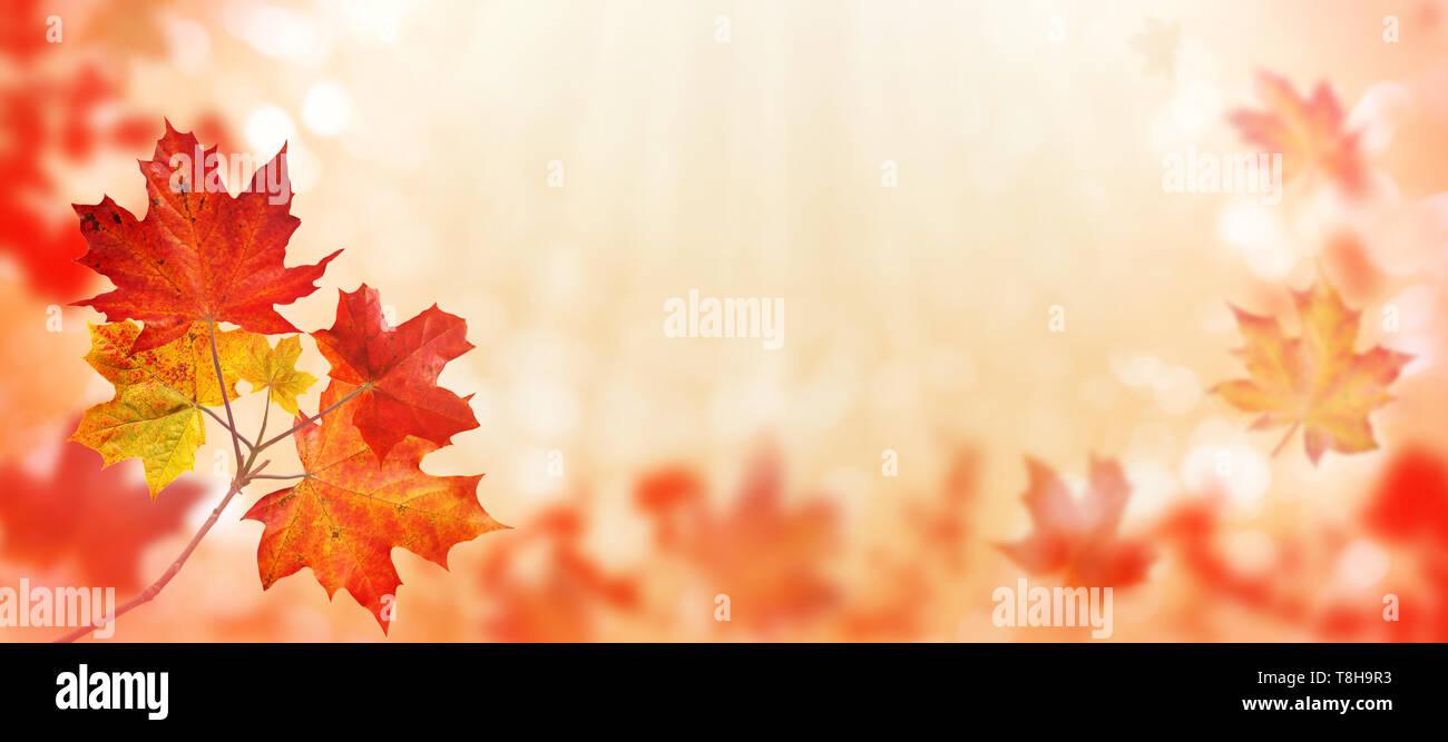 L'érable du Canada branche d'arbre avec des feuilles orange et rouge sur l'automne parc floue fond horizontal Banque D'Images