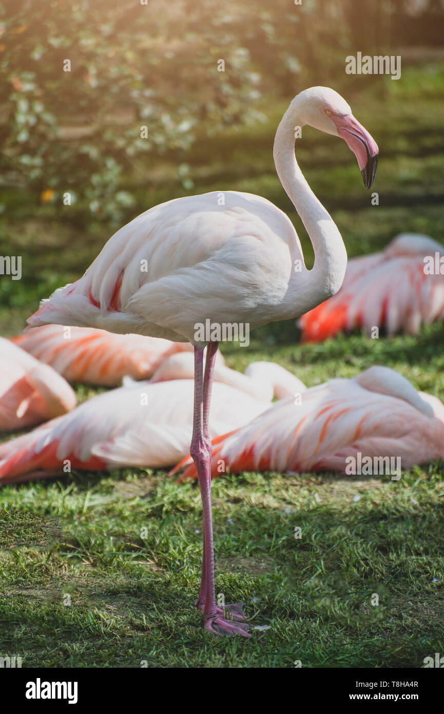 Des flamants roses ou des flamants roses au coucher du soleil. Oiseau de la famille des Coraciidés. Banque D'Images