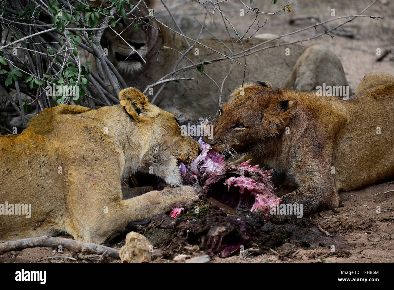 Pride of Lions Panthera leo dévorant un phacochère Phacohoerus Aethiopicus Parc National Kruger en Afrique du Sud Banque D'Images