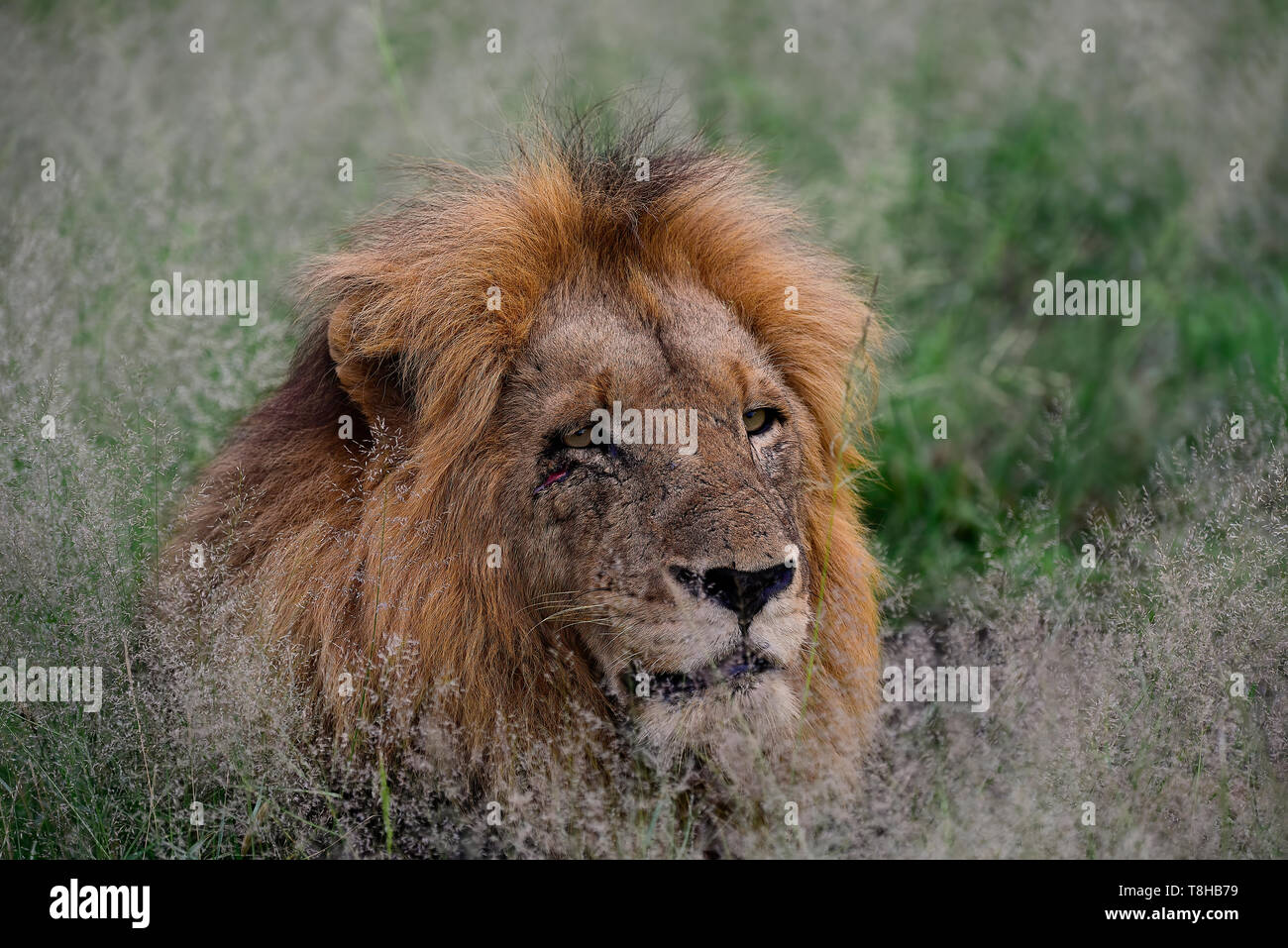 Scarred mâle dominant lion Panthera leo arpentage son territoire national de Kruger en Afrique du Sud Banque D'Images