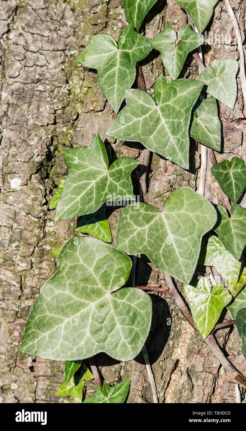 Hedera helix (feuilles de lierre, le Lierre, l'Ivy) grandir un arbre en hiver au Royaume-Uni. Banque D'Images