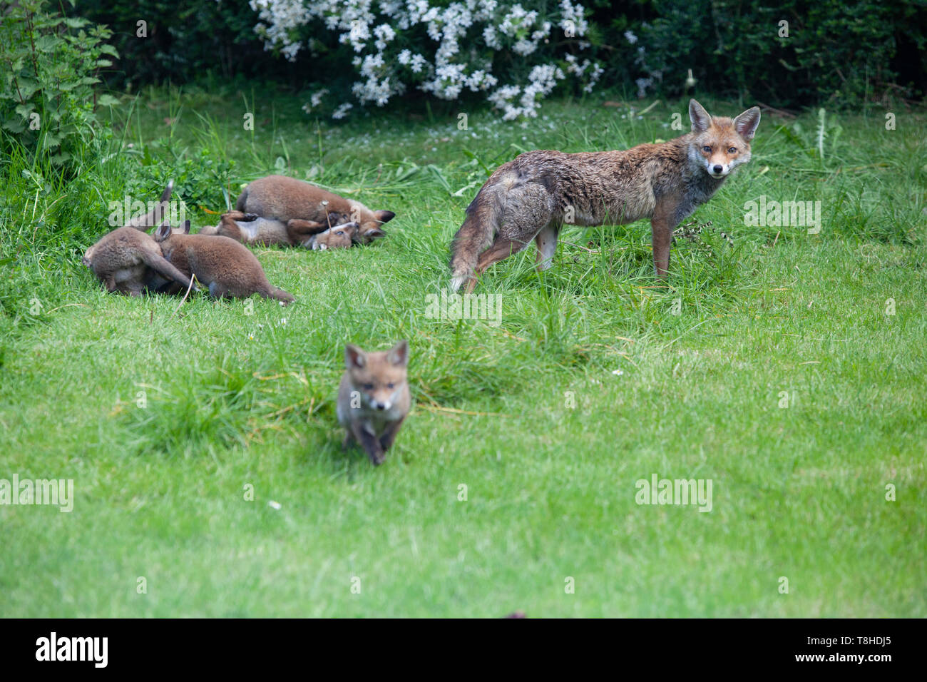 Un renard renarde et sa portée d'oursons dans un jardin dans le sud de Londres. Banque D'Images