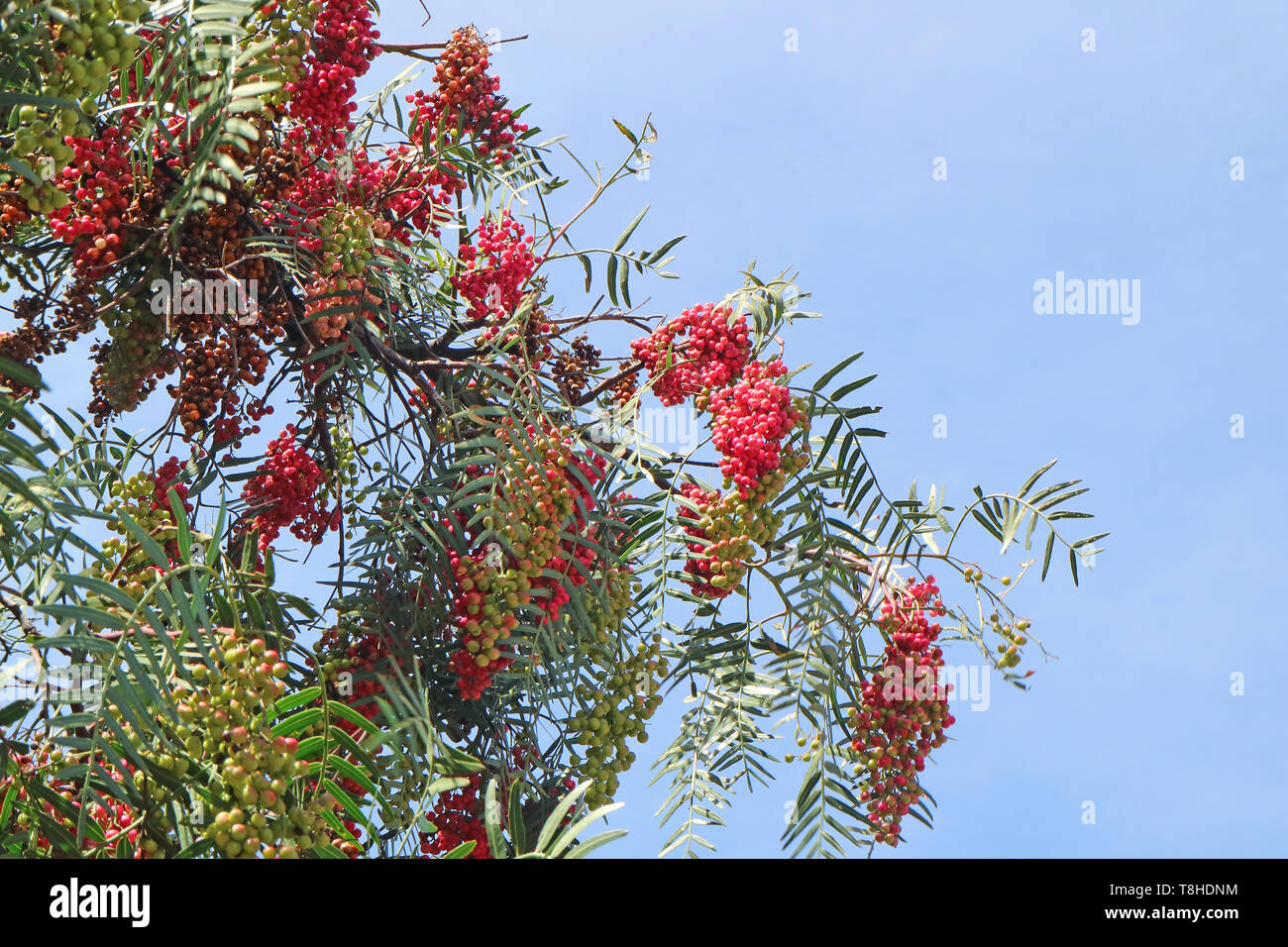 Schinus molle ou grappes de fruits poivre péruvien contre blue ciel ensoleillé de Valle Sur, région de Cuzco, Pérou, Amérique du Sud Banque D'Images