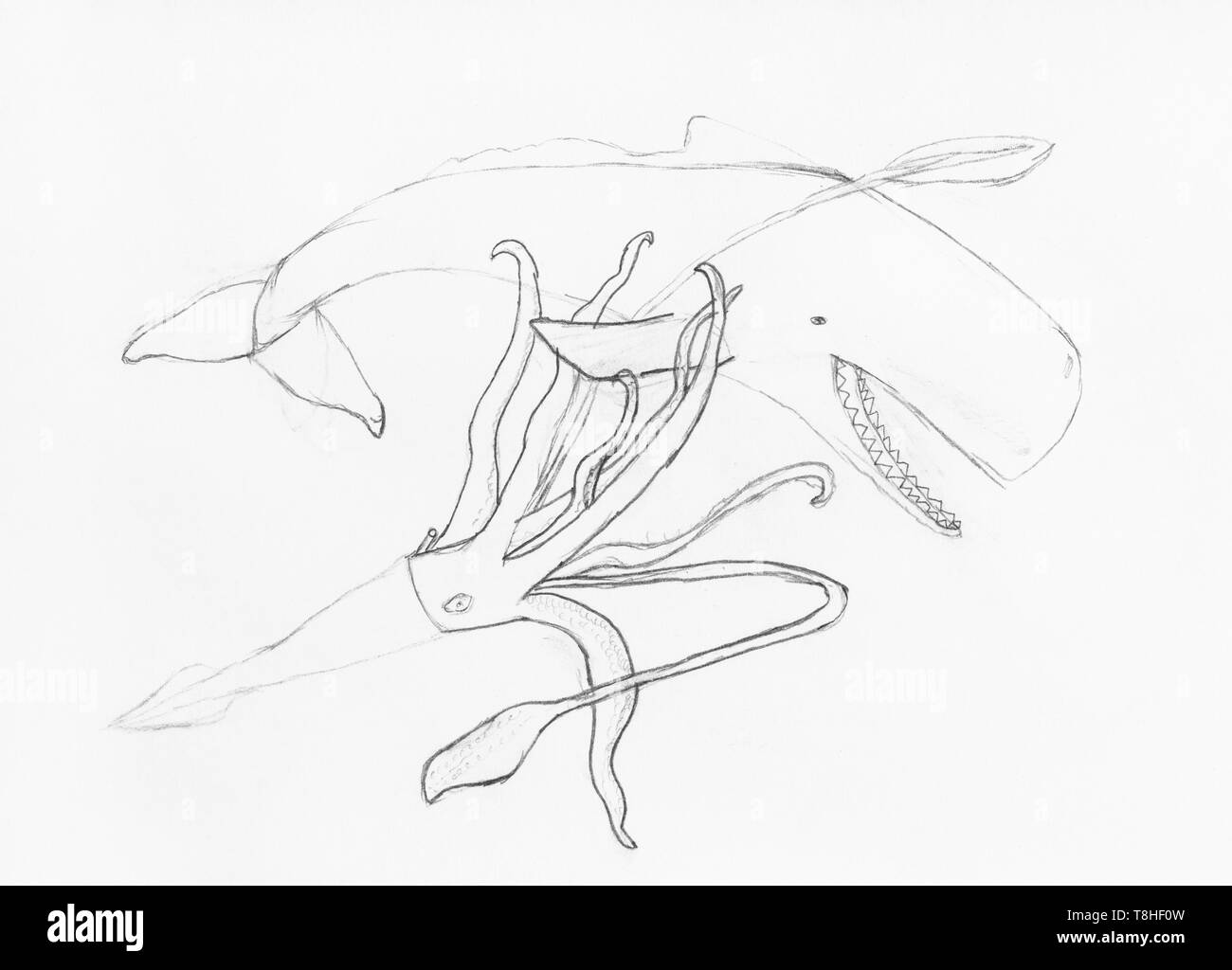 Croquis de bataille de poulpes et de cachalot dessinées par crayon noir sur papier blanc Banque D'Images