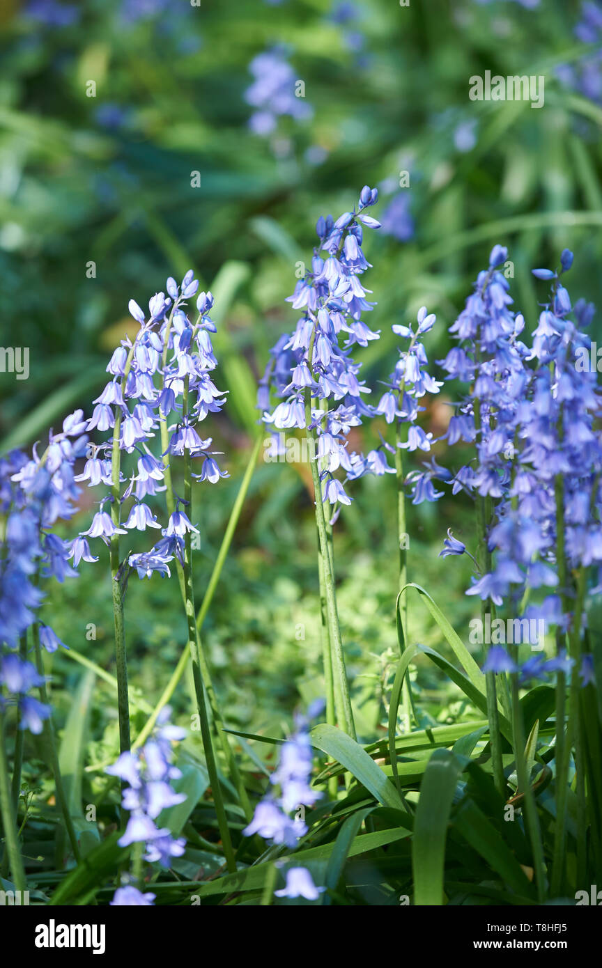 Bluebells (Hyacinthoides non-scripta) croissant dans le soleil du printemps dans un bois du Yorkshire, England, UK, FR. Banque D'Images