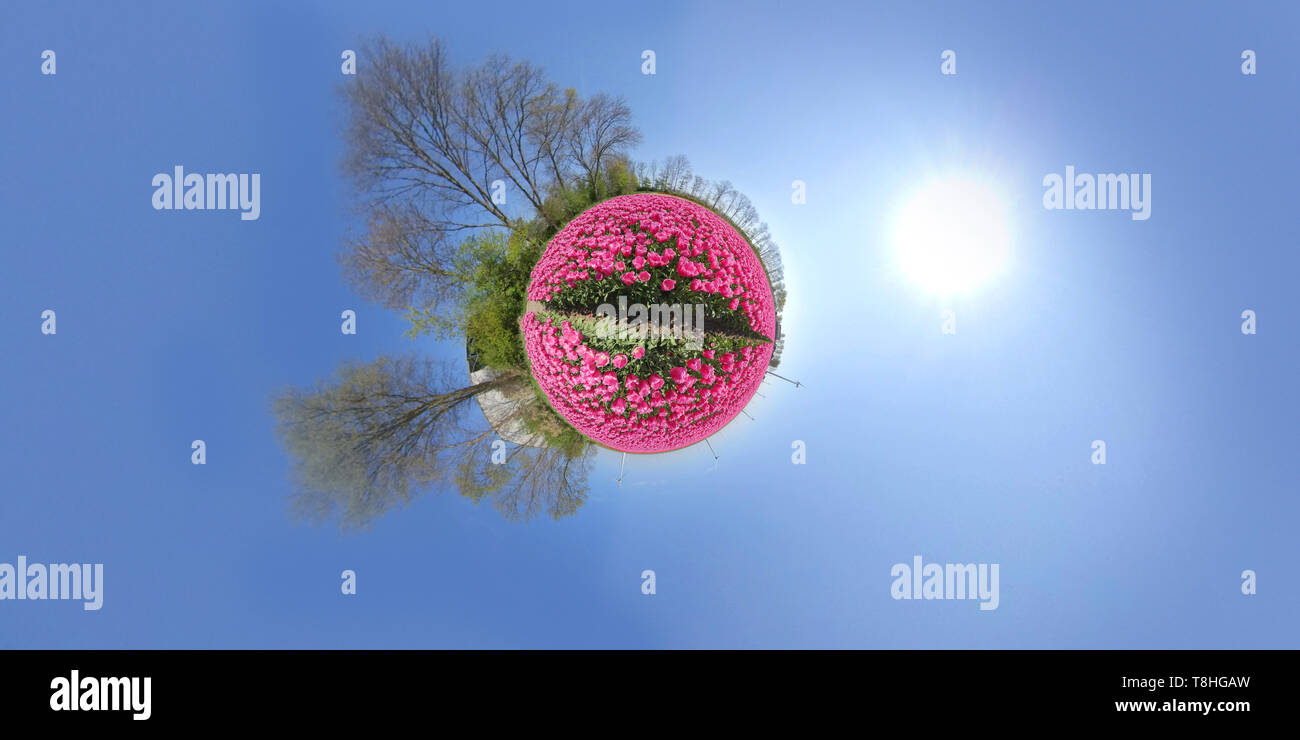 Petite Planète de fleur magnifique domaine aux Pays-Bas Banque D'Images