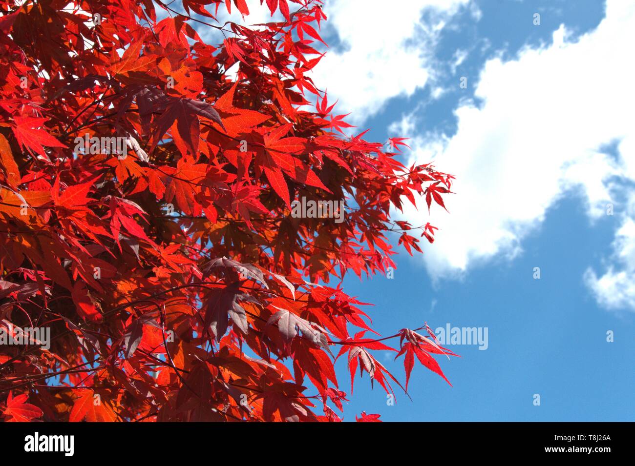 Schleswig, Allemagne. 12 mai, 2019. 12.05.2019, un T rouge Érable (Acer palmatum Pixie) en plein soleil contre un ciel bleu, légèrement assombries dans Schleswig. Le but : Savon-tree-like (Sapindales), la famille : Savon-tree cires (Sapindaceae), sous-famille : Horse-châtaigniers (Hippocastanoideae), Genre : érable (Acer), essence : Facher-Ahorn | Conditions de crédit dans le monde entier : dpa/Alamy Live News Banque D'Images