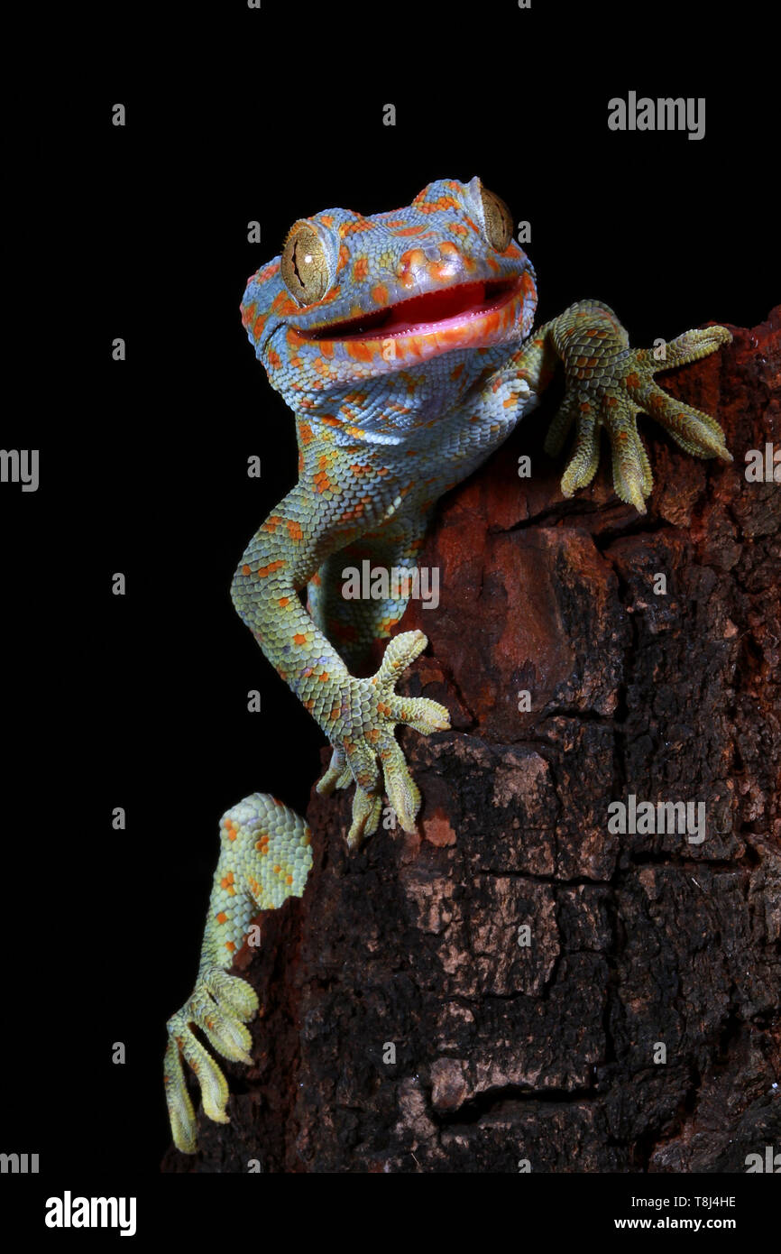 Portrait d'un gecko Tokay, Java ouest, Indonésie Banque D'Images