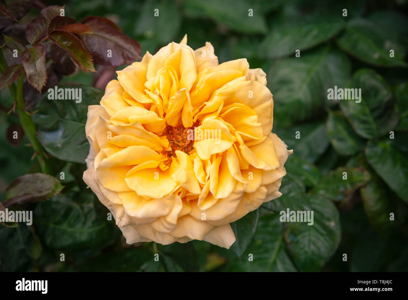 Fleur rose jaune foncé au fond du jardin. Photo en gros plan avec selective focus Banque D'Images Fleur rose jaune foncé au fond du jardin. Photo en gros plan avec selective focus Banque D'Images