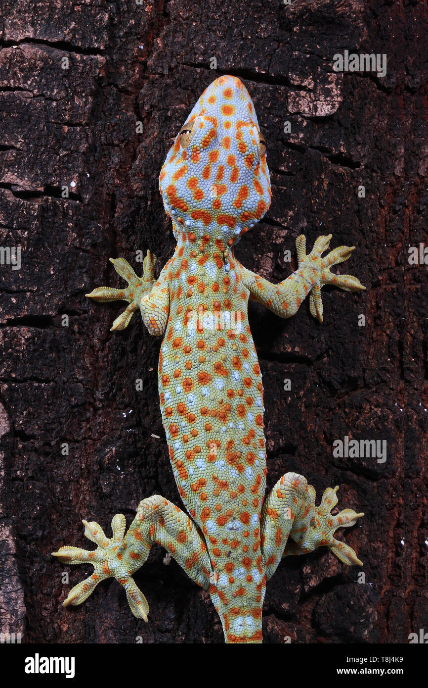 Vue aérienne d'un gecko Tokay, Java ouest, Indonésie Banque D'Images