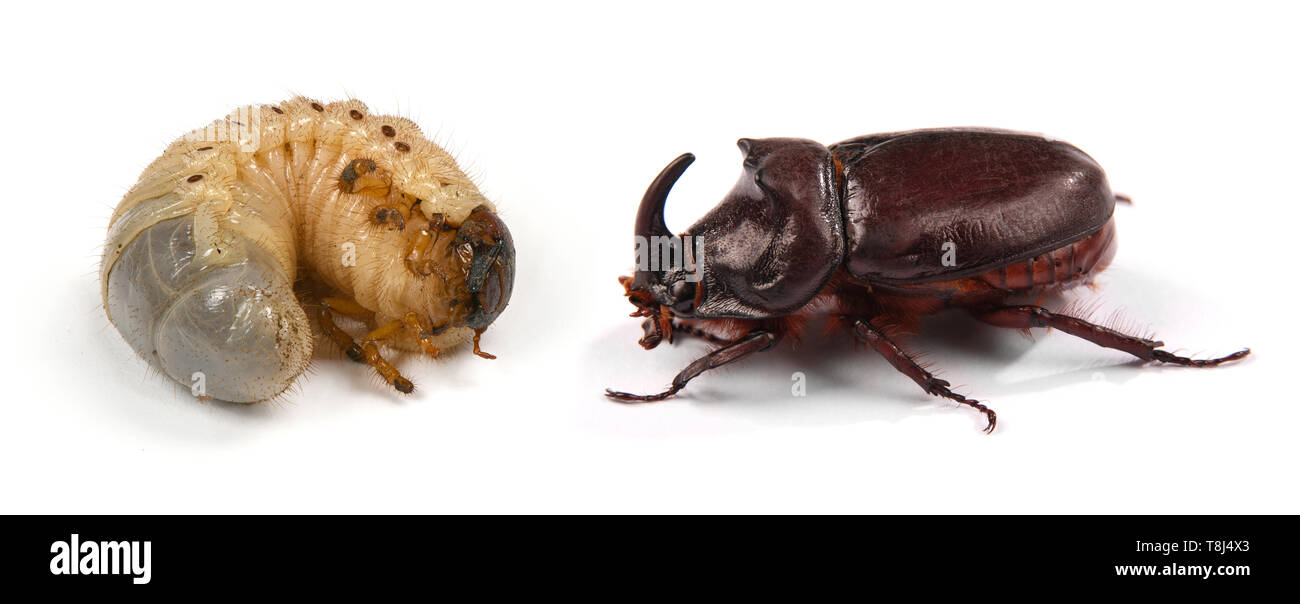 Photo de gros plan d'une larve de scarabée rhinocéros (Oryctes nasicornis) et mâles du scarabée rhinocéros (Oryctes nasicornis) isolé sur un fond blanc. Le HIG Banque D'Images
