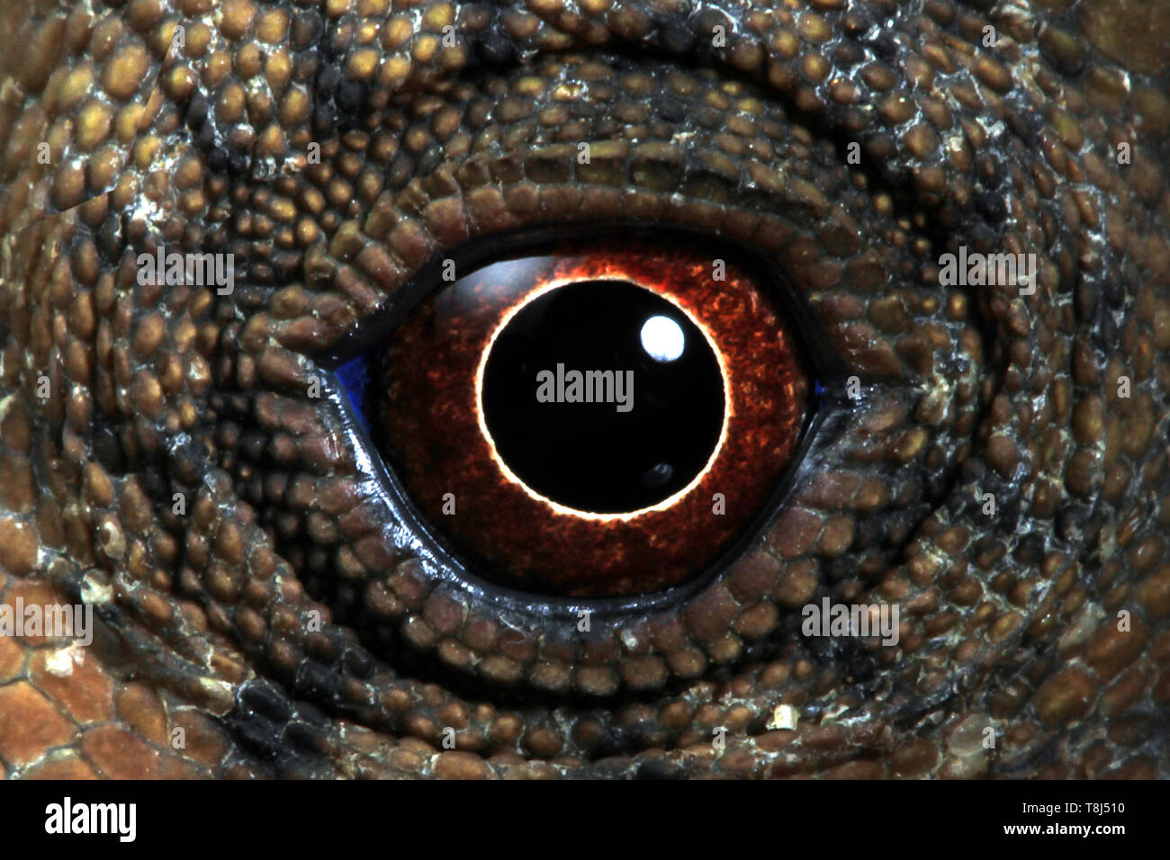Close-up of a forest dragon's eye, Indonésie Banque D'Images