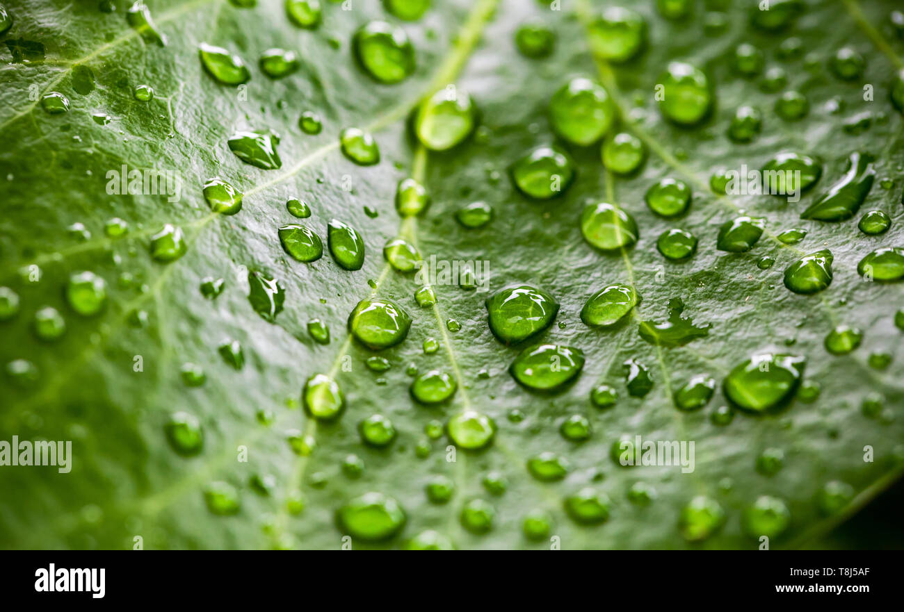 Photo de fond vert naturel avec des feuilles et gouttes d'eau sur elle. Macro photo avec soft focus sélectif Banque D'Images