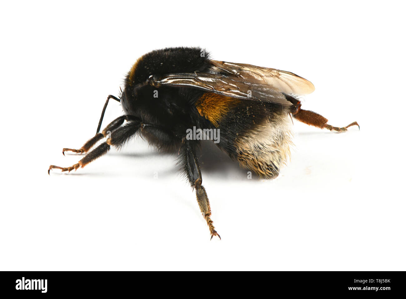 Bourdon (Bombus terrestris) isolé sur fond blanc. Photo haute résolution. La profondeur de champ. Banque D'Images