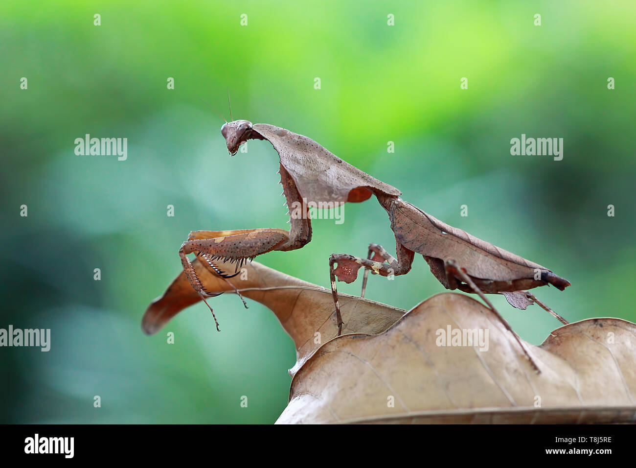 Feuille morte camouflage mantis sur les feuilles séchées, Indonésie Banque D'Images