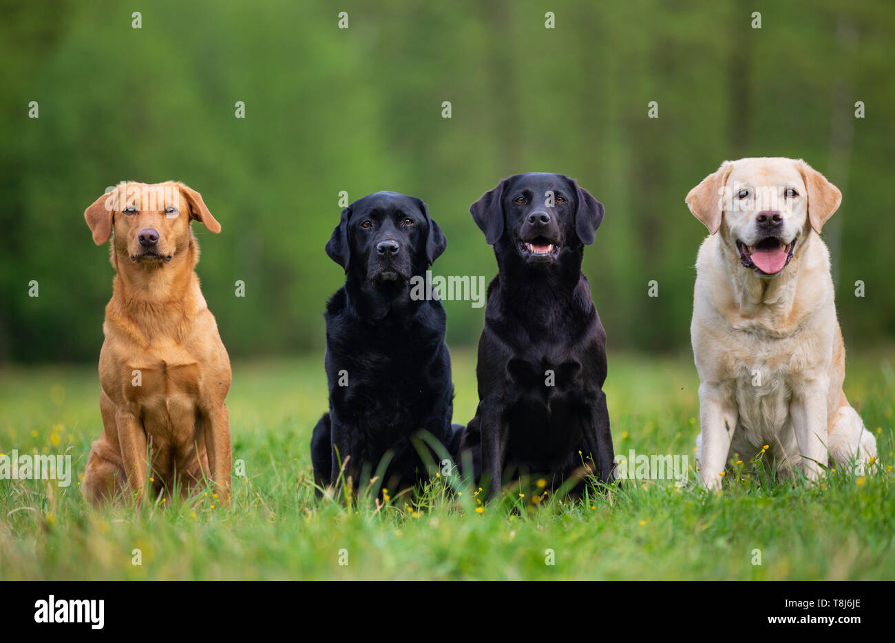 Quatre hélicoptères Labrador Retriver sur une prairie au printemps. Petite profondeur de champ Banque D'Images