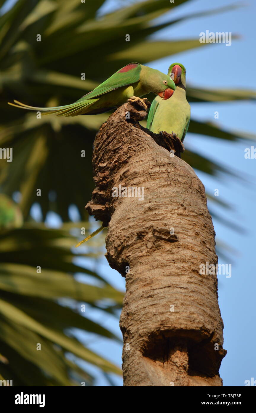 Paire de perroquets indiens à col rosé sur une noix de coco morte tronc d'arbre Banque D'Images