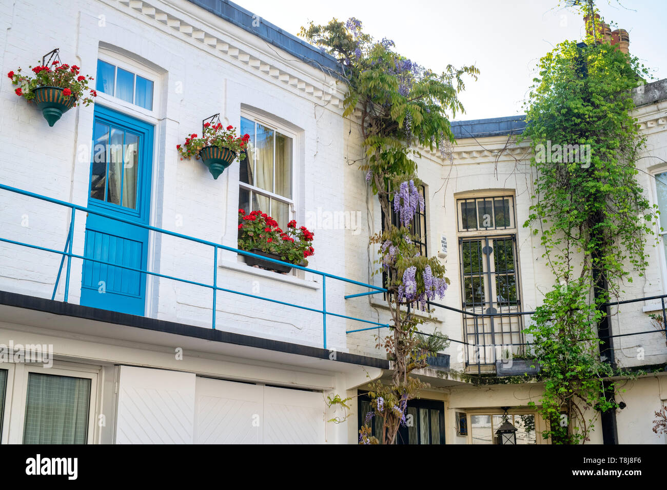 Maisons avec de petits arbres et d'arbustes en conteneurs dans Courtfield Road, Kensington, Londres, Angleterre Banque D'Images