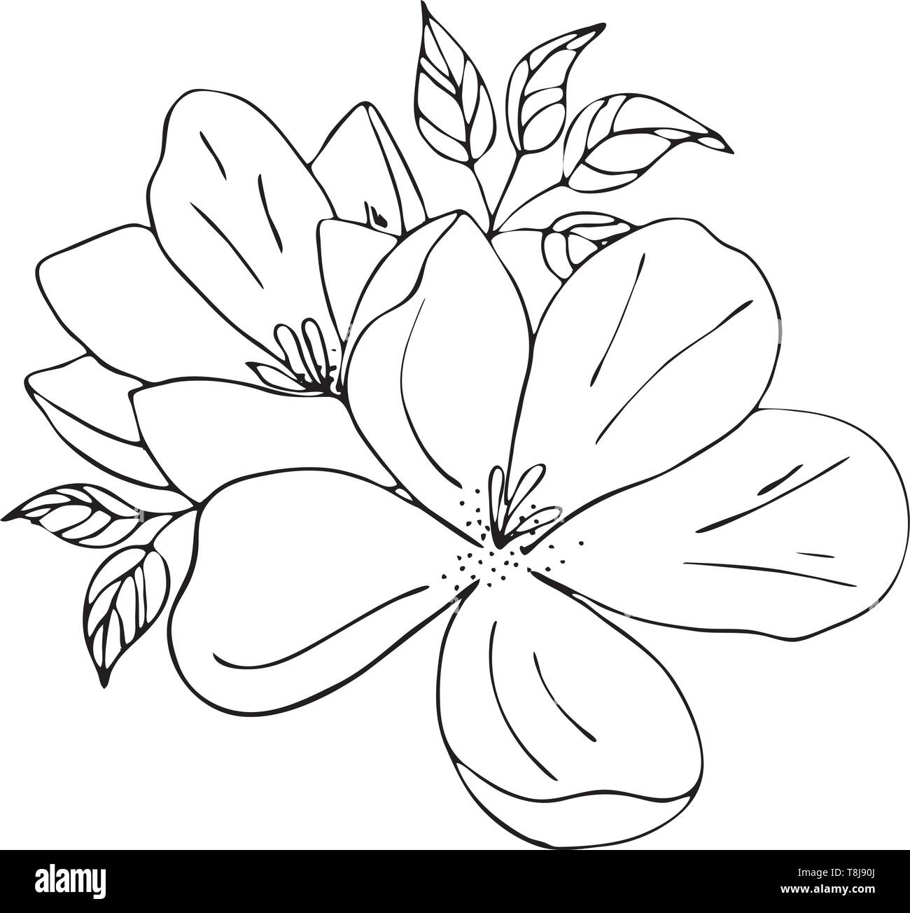 Magnolia fleurs dessin et croquis avec line-art sur fonds blancs. Silhouette Illustration de Vecteur