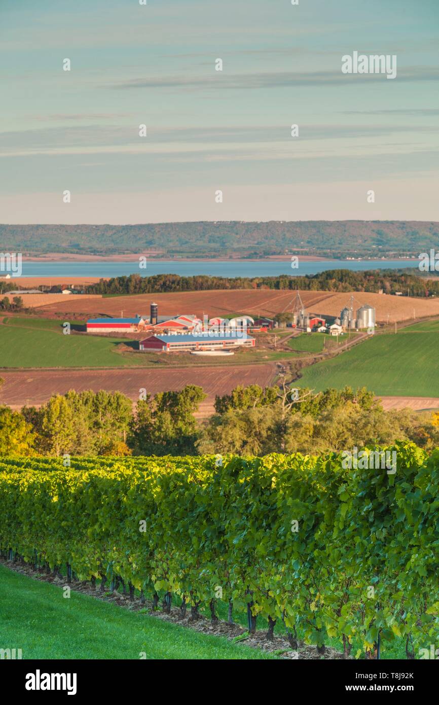 Le Canada, la Nouvelle-Écosse, Annapolis Valley, Wolfville, un vignoble local Banque D'Images