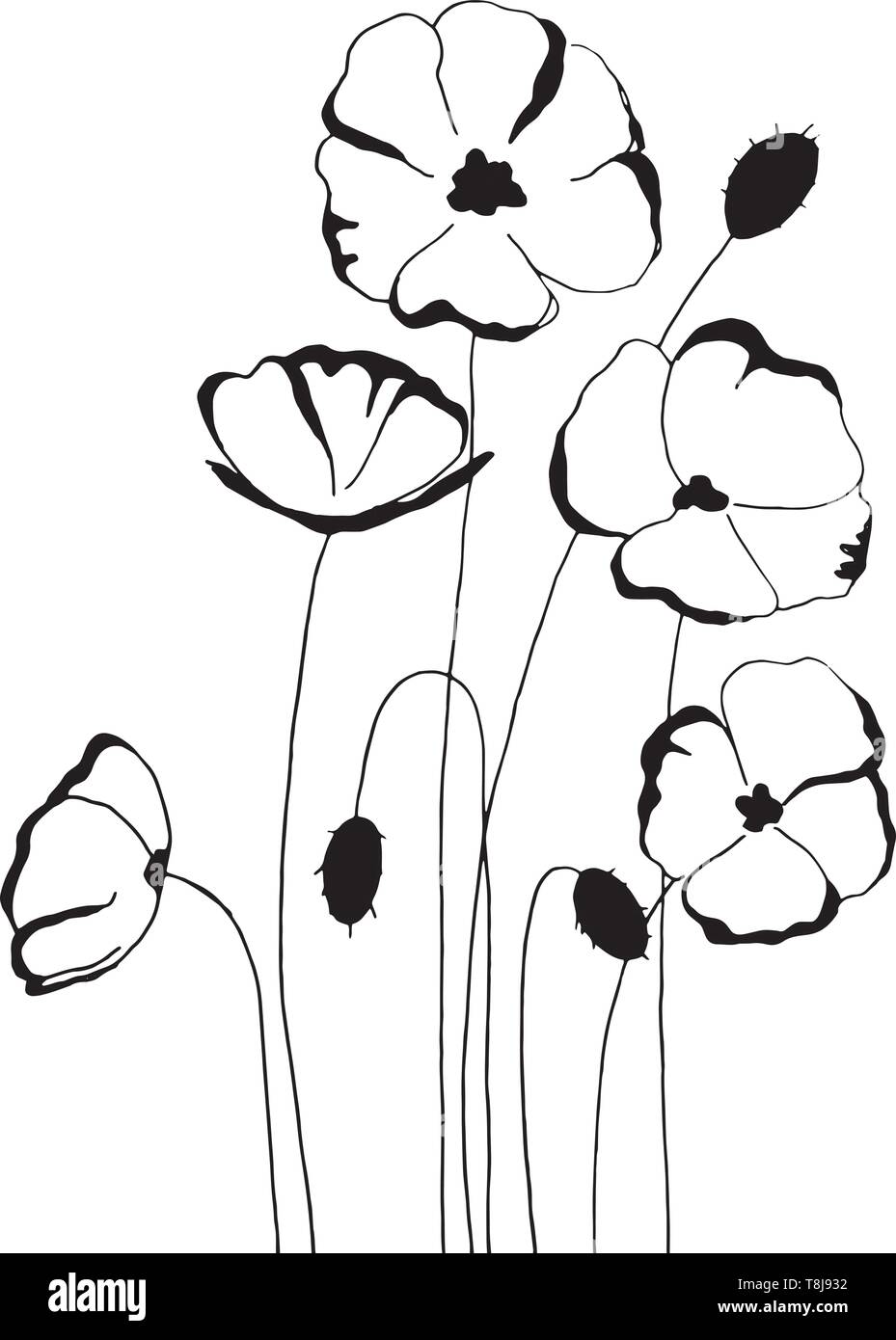 Fleurs de pavot, le dessin et croquis avec line-art sur fonds blancs. Illustration de Vecteur