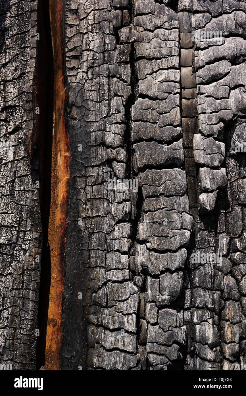 Avec des détails de la texture de la surface de bois brûlé Banque D'Images