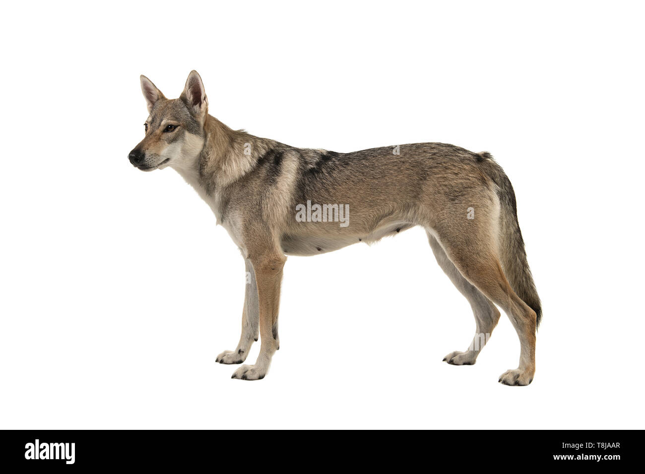 Hybride Tamaskan dog vu du côté isolé sur fond blanc Banque D'Images