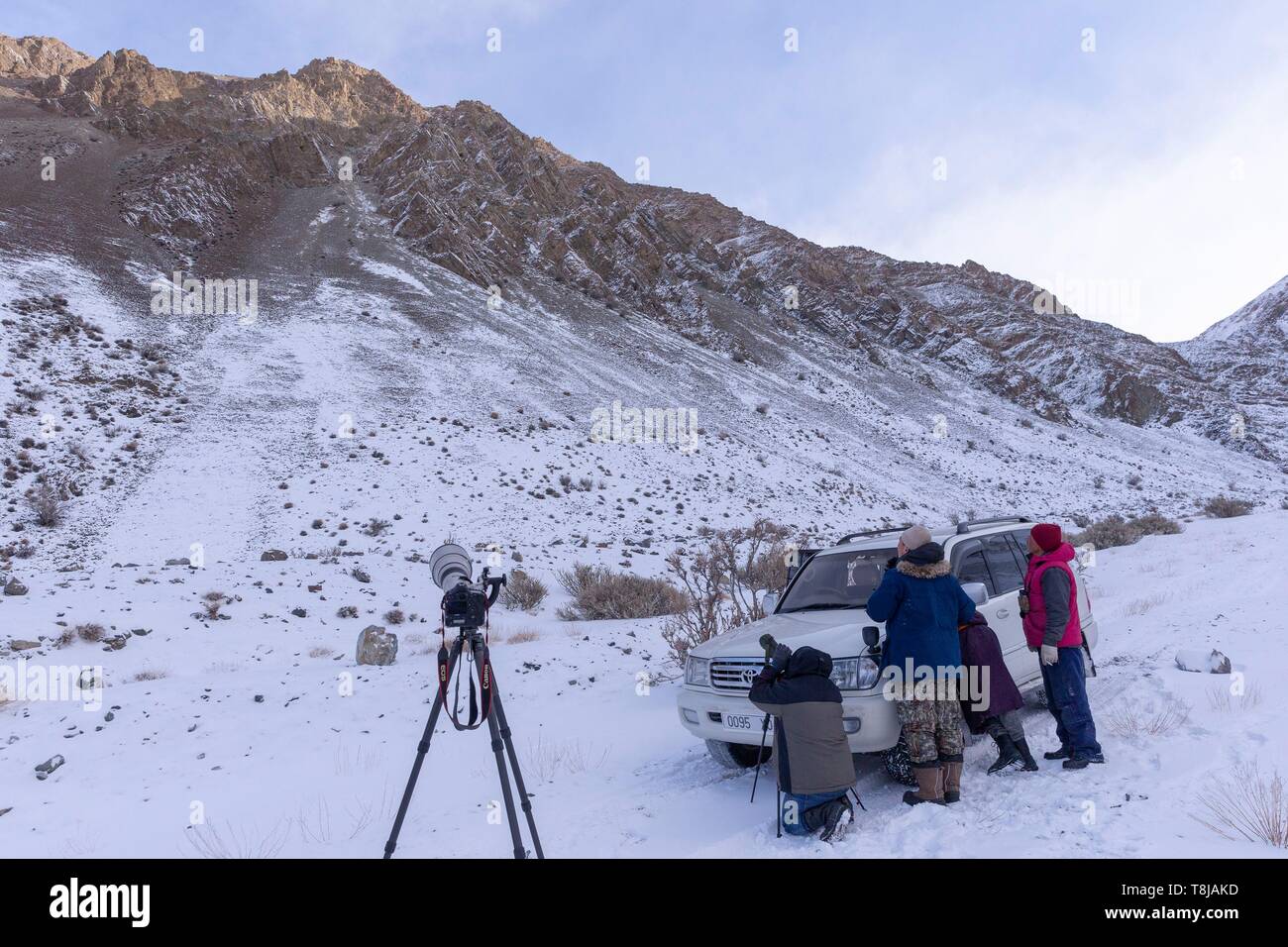 La Mongolie, à l'ouest de la Mongolie, Altaï, Snow Leopard ou l'once (Panthera uncia), la recherche Banque D'Images
