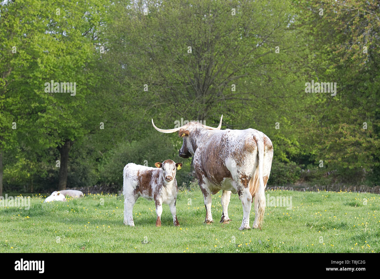 English Longhorn cattle Banque D'Images