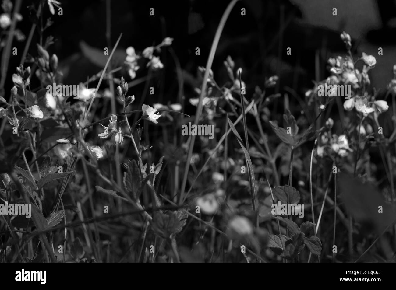 Noir et blanc peu de fleurs violettes de nuit jziprian par Banque D'Images